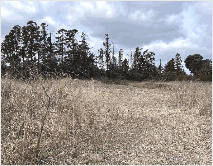 ÅäÁö(ÀÓ¾ß) »çÁø1 | Á¦Áֽà Á¶ÃµÀ¾ ¼±È긮 | 2025Ÿ°æ7515 | ÅäÁö(ÀÓ¾ß)°æ¸Å