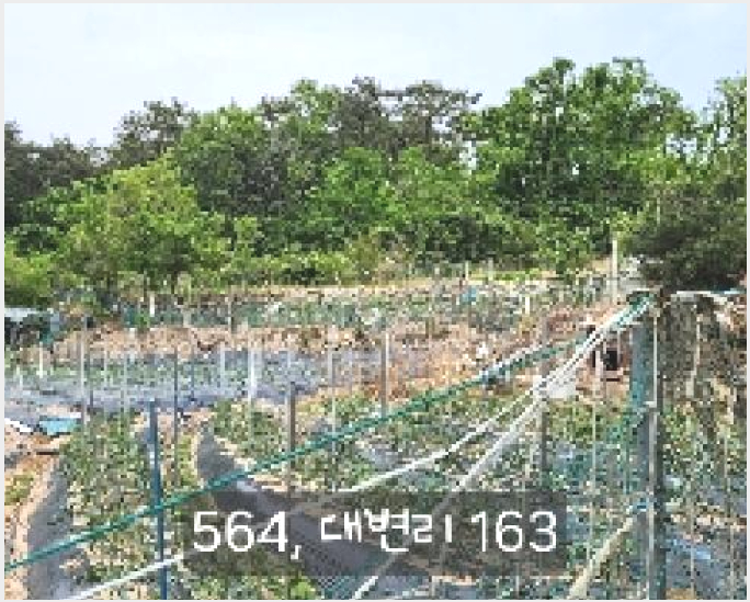 ÅäÁö(´ä) »çÁø1 | ±âÀ屺 ±âÀåÀ¾ ´ëº¯¸® | 2025Ÿ°æ564 | ÅäÁö(´ä)°æ¸Å