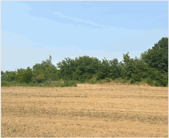 ÅäÁö(ÀÓ¾ß) »çÁø1 | ´çÁø½Ã ¼Û¾ÇÀ¾ Àü´ë¸® | 2025Ÿ°æ51360 | ÅäÁö(ÀÓ¾ß)°æ¸Å