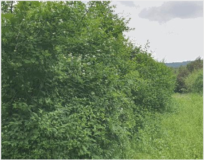 ÅäÁö(Àü) »çÁø1 | ³²±¸ ¾ç°úµ¿ 1093-2 | 2025Ÿ°æ2772 | ÅäÁö(Àü)°æ¸Å