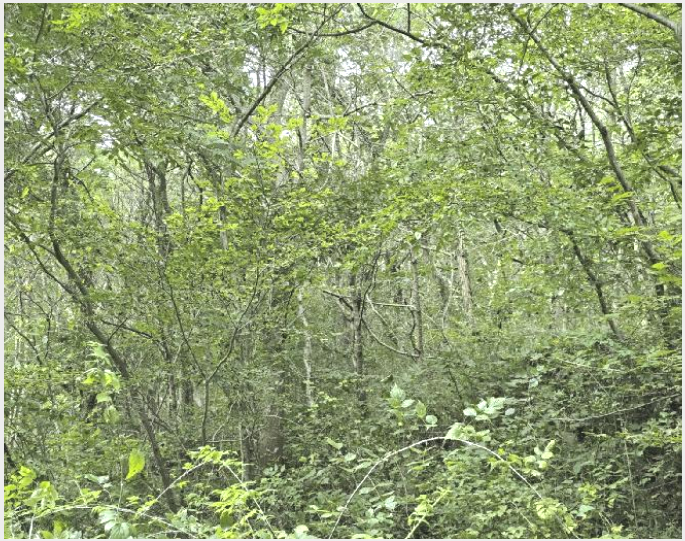 ÅäÁö(Àü) »çÁø1 | °í¼º±º ÇÏÀϸé Çи²¸® | 2025Ÿ°æ560 | ÅäÁö(Àü)°æ¸Å