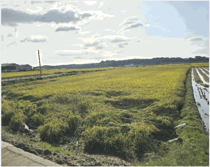 ÅäÁö(´ä) »çÁø1 | ¼»ê½Ã ÇØ¹Ì¸é °üÀ¯¸® | 2025Ÿ°æ51777 | ÅäÁö(´ä)°æ¸Å