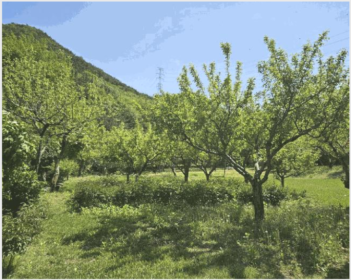 ÅäÁö(ÀÓ¾ß) »çÁø1 | ±âÀ屺 ±âÀåÀ¾ ³»¸® | 2025Ÿ°æ4998 | ÅäÁö(ÀÓ¾ß)°æ¸Å