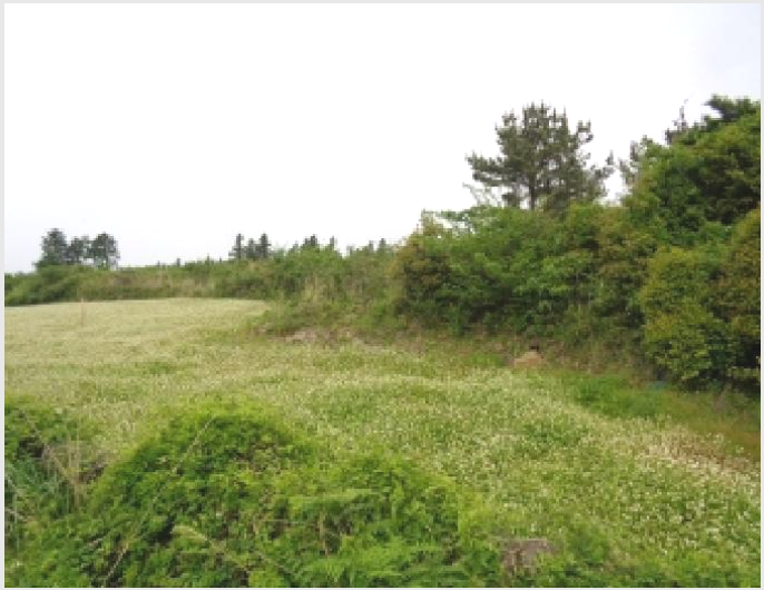 ÅäÁö(ÀÓ¾ß) »çÁø1 | ¼±ÍÆ÷½Ã ¾È´ö¸é »óõ¸® | 2025Ÿ°æ8096 | ÅäÁö(ÀÓ¾ß)°æ¸Å