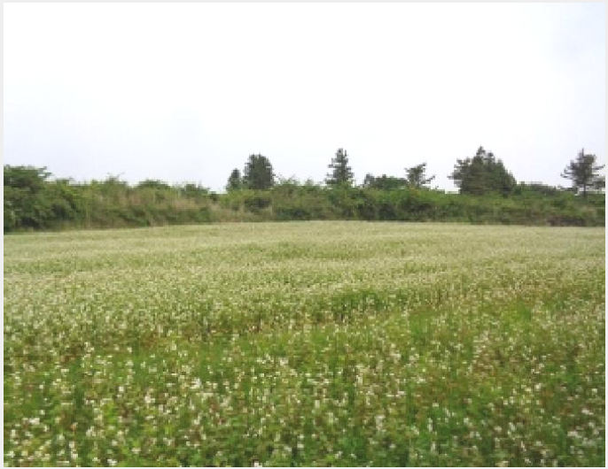 ÅäÁö(ÀÓ¾ß) »çÁø1 | ¼±ÍÆ÷½Ã ¾È´ö¸é »óõ¸® | 2025Ÿ°æ8096 | ÅäÁö(ÀÓ¾ß)°æ¸Å