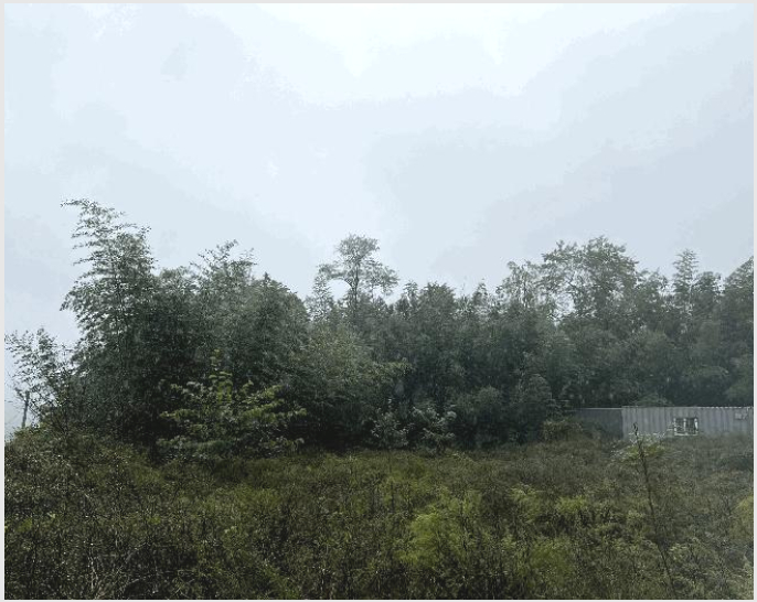 ÅäÁö(Àü) »çÁø1 | °í¼º±º °£¼ºÀ¾ ¾îõ¸® | 2025Ÿ°æ10356 | ÅäÁö(Àü)°æ¸Å