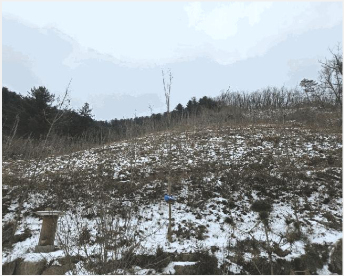 ÅäÁö(ÀÓ¾ß) »çÁø1 | ȫõ±º ¼¸é µ¿¸·¸® | 2025Ÿ°æ51063 | ÅäÁö(ÀÓ¾ß)°æ¸Å