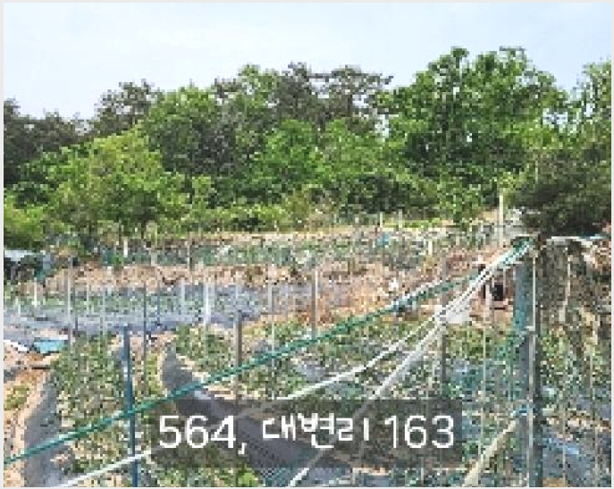 ÅäÁö(´ä) »çÁø1 | ±âÀ屺 ±âÀåÀ¾ ´ëº¯¸® | 2025Ÿ°æ564 | ÅäÁö(´ä)°æ¸Å