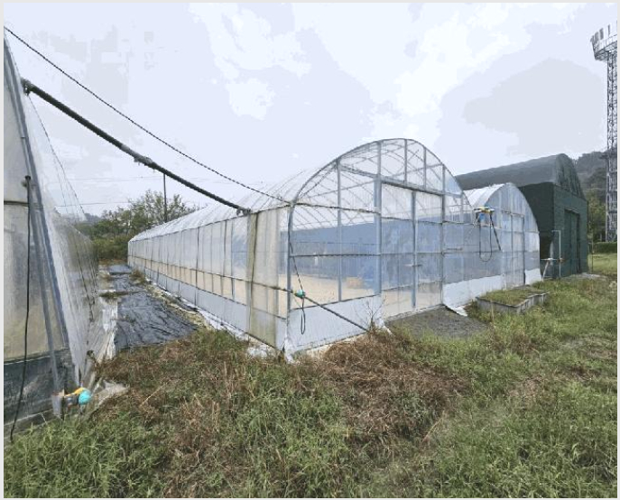 ÅäÁö(´ä) »çÁø1 | ÇԾȱº ´ë»ê¸é Àå¾Ï¸® | 2025Ÿ°æ304 | ÅäÁö(´ä)°æ¸Å