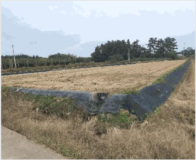 ÅäÁö(´ä) »çÁø1 | ³ªÁֽà µ¿°¸é Àε¿¸® | 2025Ÿ°æ34184 | ÅäÁö(´ä)°æ¸Å