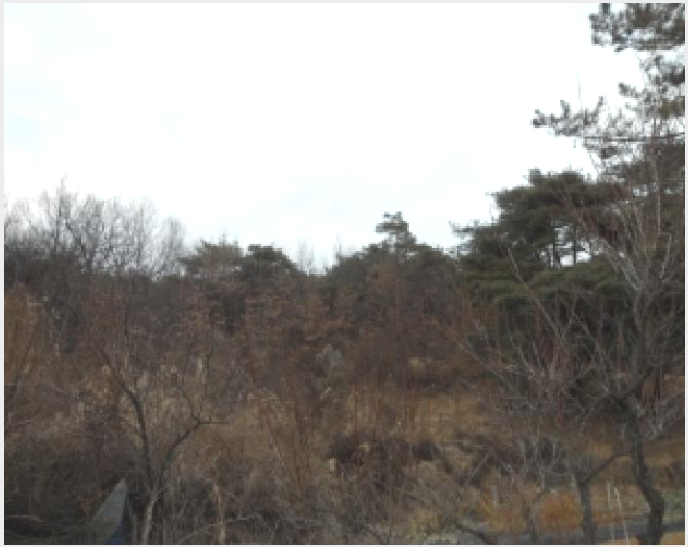 ÅäÁö(ÀÓ¾ß) »çÁø1 | °í·É±º °³Áø¸é ¹Ý¿î¸® | 2025Ÿ°æ3330 | ÅäÁö(ÀÓ¾ß)°æ¸Å