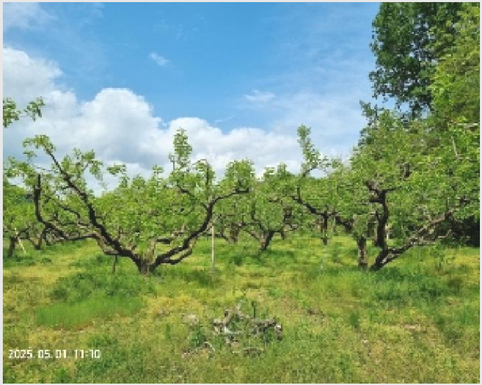 ÅäÁö(Àü) »çÁø1 | â¿ø½Ã ÀÇⱸ ºÏ¸é | 2025Ÿ°æ11346 | ÅäÁö(Àü)°æ¸Å