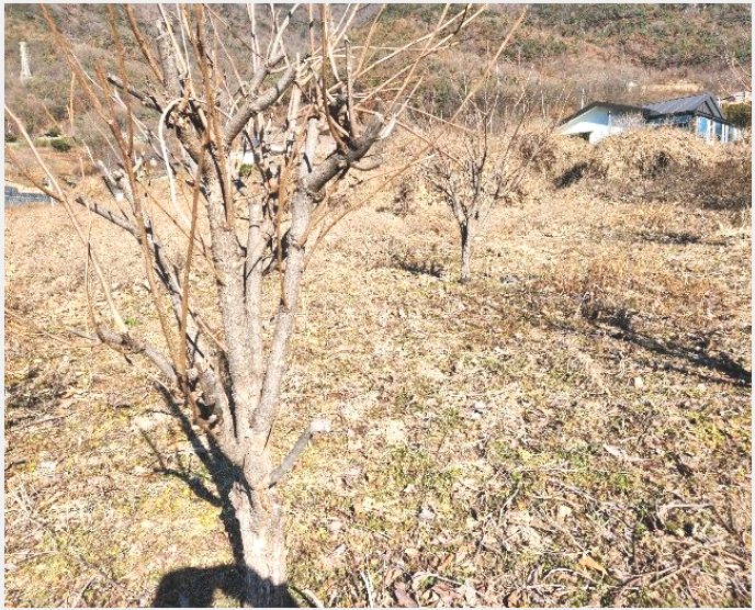 ÅäÁö(´ä) »çÁø1 | ¹Ð¾ç½Ã Ãʵ¿¸é ¼º¸¸¸® | 2024Ÿ°æ3270 | ÅäÁö(´ä)°æ¸Å