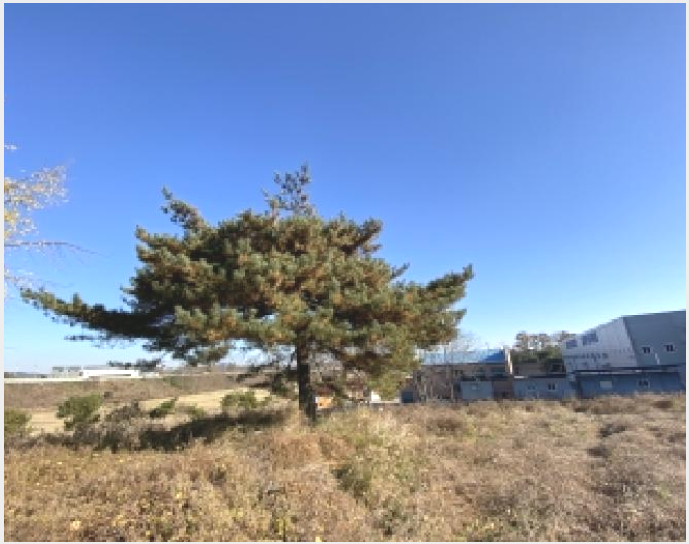 ÅäÁö(ÀÓ¾ß) »çÁø1 | ´çÁø½Ã ¼Û¾ÇÀ¾ Àü´ë¸® | 2025Ÿ°æ886 | ÅäÁö(ÀÓ¾ß)°æ¸Å