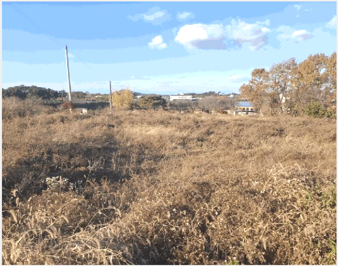 ÅäÁö(ÀÓ¾ß) »çÁø1 | ´çÁø½Ã ¼Û¾ÇÀ¾ Àü´ë¸® | 2025Ÿ°æ886 | ÅäÁö(ÀÓ¾ß)°æ¸Å
