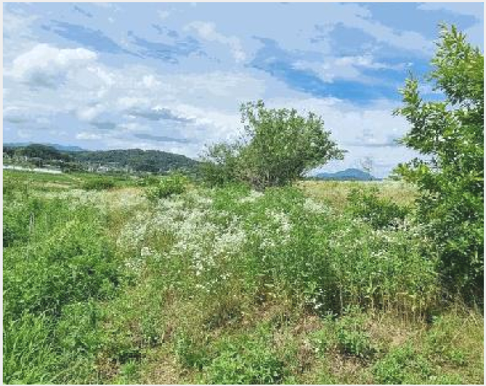 ÅäÁö(Àü) »çÁø1 | ÃæÁֽà ±Ý°¡¸é »ç¾Ï¸® | 2025Ÿ°æ30609 | ÅäÁö(Àü)°æ¸Å