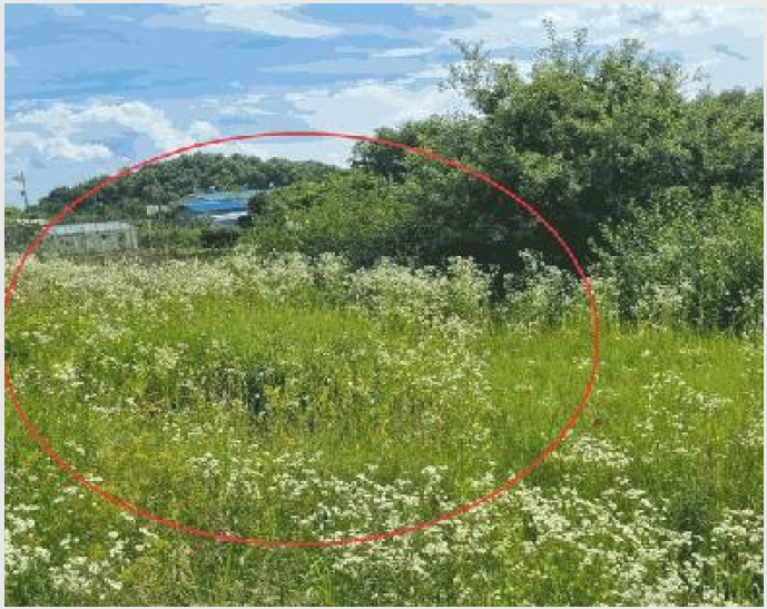 ÅäÁö(Àü) »çÁø1 | ÃæÁֽà ±Ý°¡¸é »ç¾Ï¸® | 2025Ÿ°æ30609 | ÅäÁö(Àü)°æ¸Å