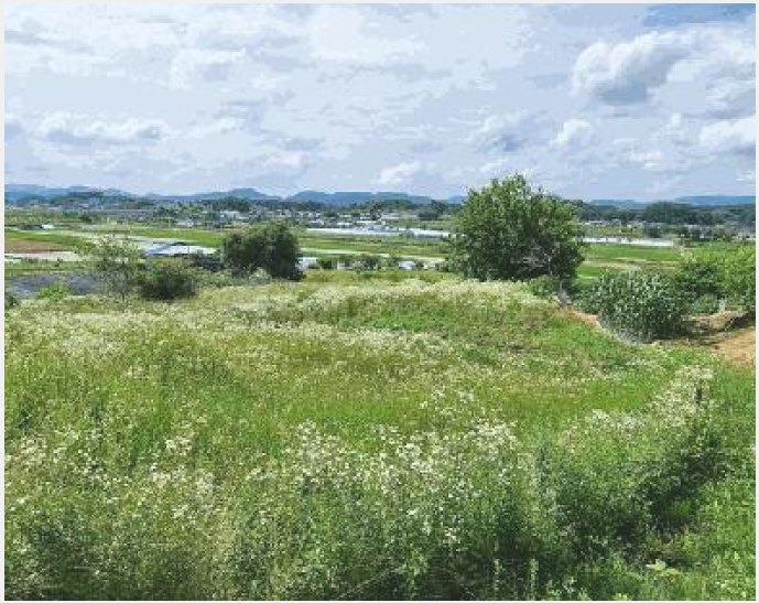 ÅäÁö(Àü) »çÁø1 | ÃæÁֽà ±Ý°¡¸é »ç¾Ï¸® | 2025Ÿ°æ30609 | ÅäÁö(Àü)°æ¸Å