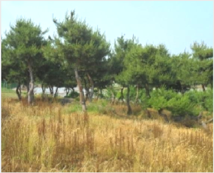 ÅäÁö(Àü) »çÁø1 | °íⱺ ´ë»ê¸é Á߻긮 | 2025Ÿ°æ30229 | ÅäÁö(Àü)°æ¸Å