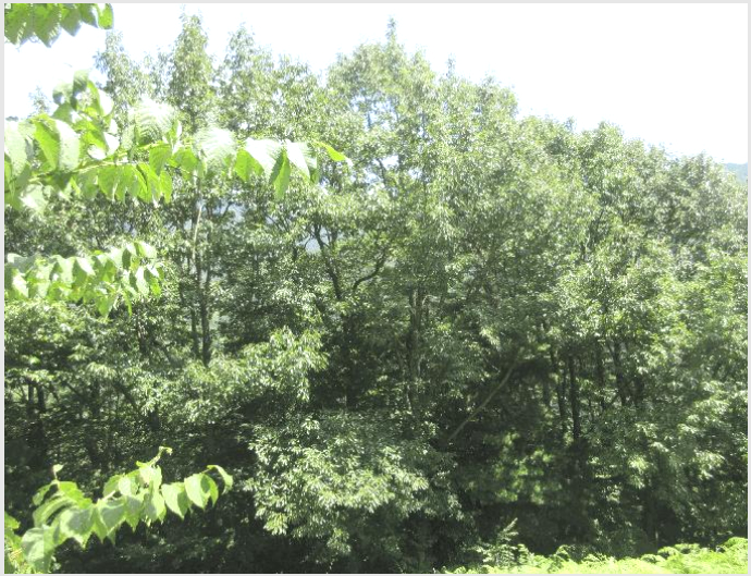 ÅäÁö(ÀÓ¾ß) »çÁø1 | ±¸·Ê±º ÅäÁö¸é ¿Ü°î¸® | 2025Ÿ°æ51914 | ÅäÁö(ÀÓ¾ß)°æ¸Å