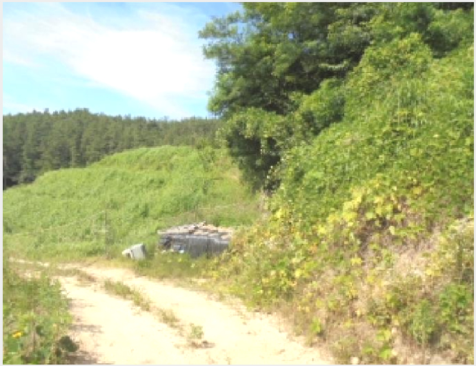 ÅäÁö(ÀÓ¾ß) »çÁø1 | ºÎ¿©±º ±Ô¾Ï¸é ¿À¼ö¸® | 2025Ÿ°æ430 | ÅäÁö(ÀÓ¾ß)°æ¸Å
