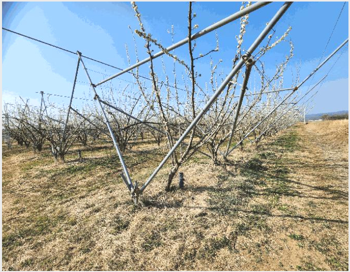 ÅäÁö(´ä) »çÁø1 | ÀǼº±º ±¸Ãµ¸é À¯»ê¸® | 2025Ÿ°æ10150 | ÅäÁö(´ä)°æ¸Å