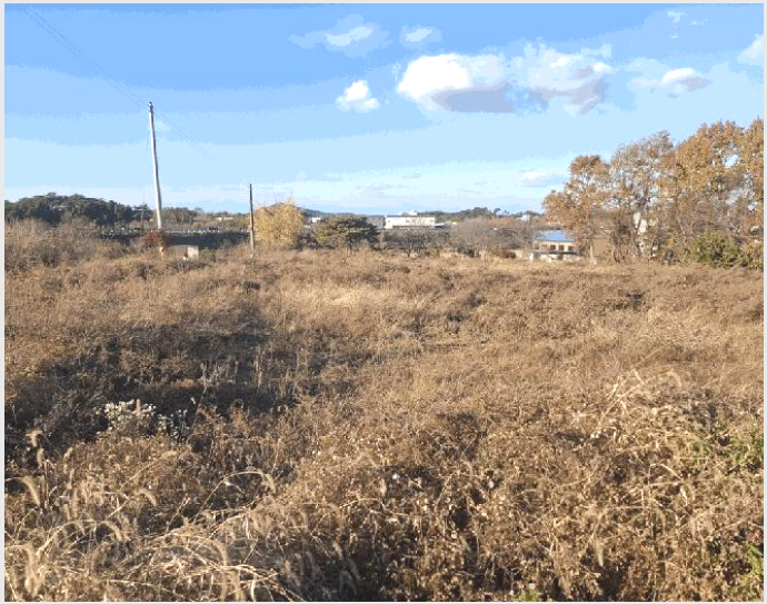 ÅäÁö(ÀÓ¾ß) »çÁø1 | ´çÁø½Ã ¼Û¾ÇÀ¾ Àü´ë¸® | 2025Ÿ°æ886 | ÅäÁö(ÀÓ¾ß)°æ¸Å