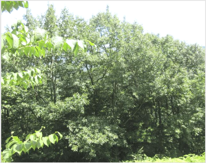 ÅäÁö(ÀÓ¾ß) »çÁø1 | ±¸·Ê±º ÅäÁö¸é ¿Ü°î¸® | 2025Ÿ°æ51914 | ÅäÁö(ÀÓ¾ß)°æ¸Å