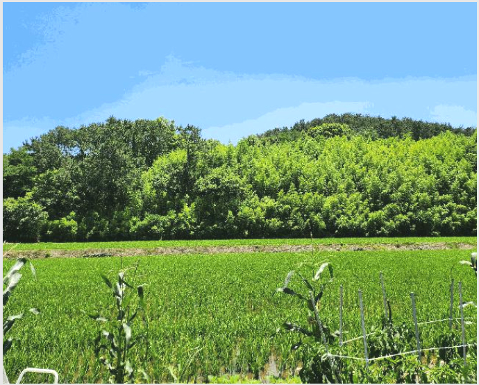 ÅäÁö(ÀÓ¾ß) »çÁø1 | ºÏ±¸ ±¸À¯µ¿ »ê4-1 | 2025Ÿ°æ12038 | ÅäÁö(ÀÓ¾ß)°æ¸Å