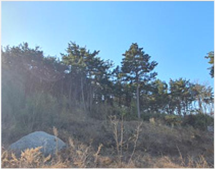 ÅäÁö(ÀÓ¾ß) »çÁø1 | ±èÇØ½Ã ¸í¹ýµ¿ 800-15 | 2024Ÿ°æ8085 | ÅäÁö(ÀÓ¾ß)°æ¸Å
