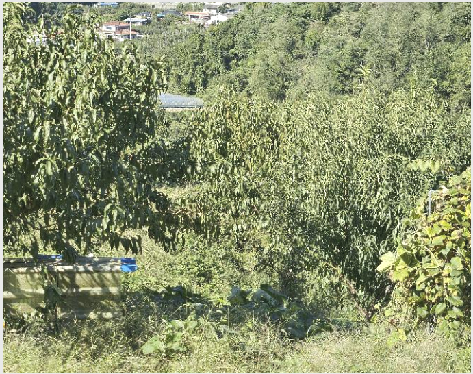 ÅäÁö(ÀÓ¾ß) »çÁø1 | ÇԾȱº Ä¥ºÏ¸é ºÀÃ̸® | 2024Ÿ°æ106330 | ÅäÁö(ÀÓ¾ß)°æ¸Å