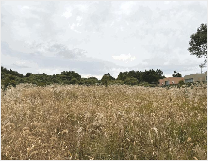 ÅäÁö(ÀÓ¾ß) »çÁø1 | Á¦Áֽà ±¸ÁÂÀ¾ ¼Û´ç¸® | 2025Ÿ°æ1806 | ÅäÁö(ÀÓ¾ß)°æ¸Å