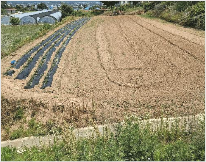 ÅäÁö(Àü) »çÁø1 | ¿¹»ê±º ¿À°¡¸é ¿ÀÃ̸® | 2025Ÿ°æ15758 | ÅäÁö(Àü)°æ¸Å