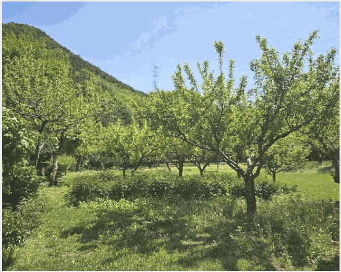 ÅäÁö(ÀÓ¾ß) »çÁø1 | ±âÀ屺 Á¤°üÀ¾ µÎ¸í¸® | 2025Ÿ°æ4998 | ÅäÁö(ÀÓ¾ß)°æ¸Å