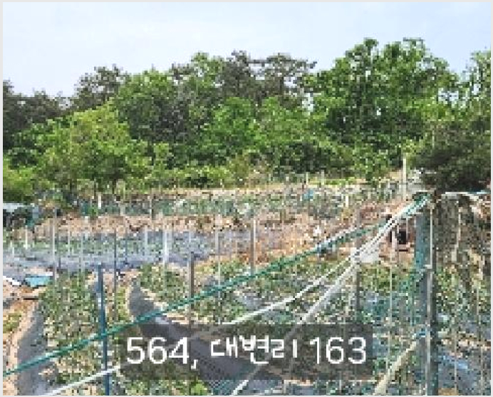 ÅäÁö(´ä) »çÁø1 | ±âÀ屺 ±âÀåÀ¾ ´ëº¯¸® | 2025Ÿ°æ564 | ÅäÁö(´ä)°æ¸Å