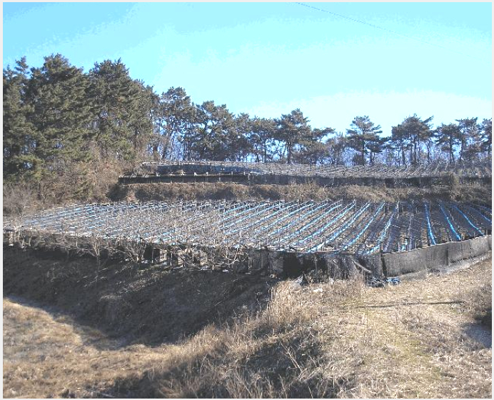 ÅäÁö(´ëÁö) »çÁø1 | ¿µ±¤±º È«³óÀ¾ ¿ù¾Ï¸® | 2025Ÿ°æ7517 | ÅäÁö(´ëÁö)°æ¸Å