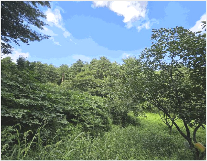 ÅäÁö(ÀÓ¾ß) »çÁø1 | °í¼º±º °ÅÁøÀ¾ ÈÆ÷¸® | 2025Ÿ°æ277 | ÅäÁö(ÀÓ¾ß)°æ¸Å