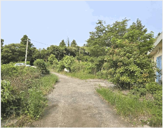 ÅäÁö(Àü) »çÁø1 | ¼±ÍÆ÷½Ã Ç¥¼±¸é °¡½Ã¸® | 2025Ÿ°æ8131 | ÅäÁö(Àü)°æ¸Å