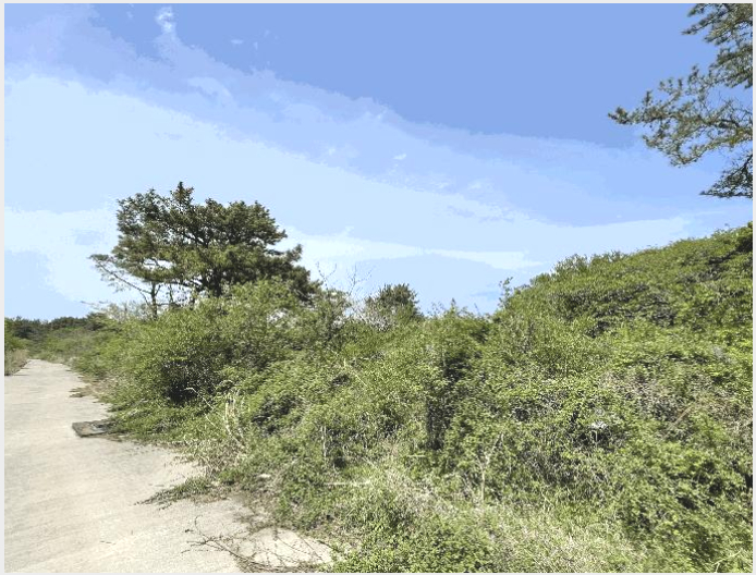 ÅäÁö(ÀÓ¾ß) »çÁø1 | Á¦Áֽà ¾Ö¿ùÀ¾ ¼Ò±æ¸® | 2025Ÿ°æ7911 | ÅäÁö(ÀÓ¾ß)°æ¸Å