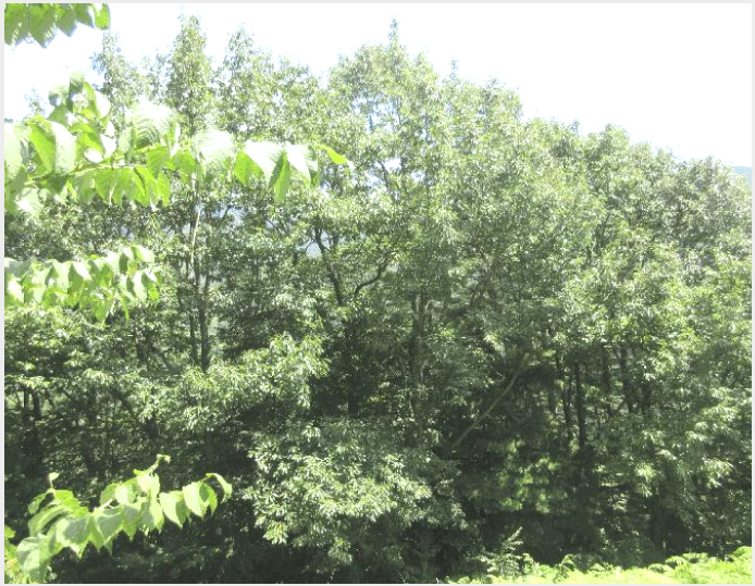 ÅäÁö(ÀÓ¾ß) »çÁø1 | ±¸·Ê±º ÅäÁö¸é ¿Ü°î¸® | 2025Ÿ°æ51914 | ÅäÁö(ÀÓ¾ß)°æ¸Å