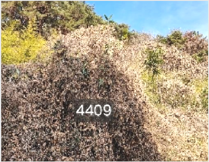 ÅäÁö(ÀÓ¾ß) »çÁø1 | ±âÀ屺 ö¸¶¸é ±¸Ä¥¸® | 2025Ÿ°æ4409 | ÅäÁö(ÀÓ¾ß)°æ¸Å
