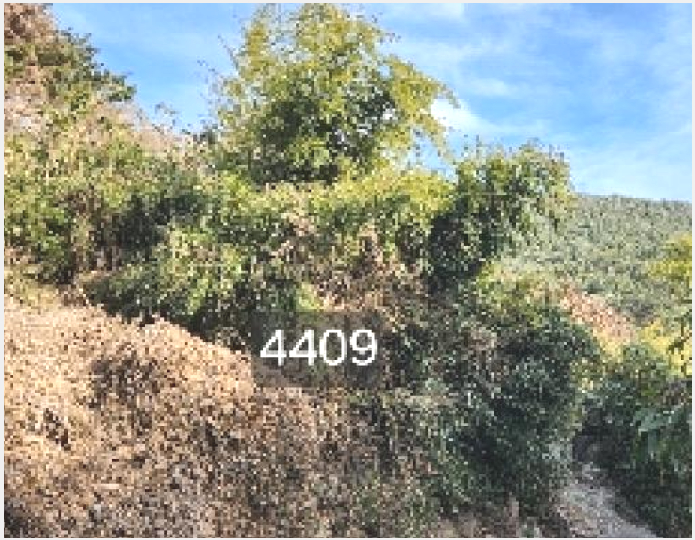 ÅäÁö(ÀÓ¾ß) »çÁø1 | ±âÀ屺 ö¸¶¸é ±¸Ä¥¸® | 2025Ÿ°æ4409 | ÅäÁö(ÀÓ¾ß)°æ¸Å