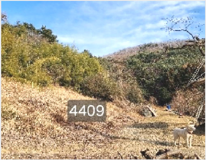 ÅäÁö(ÀÓ¾ß) »çÁø1 | ±âÀ屺 ö¸¶¸é ±¸Ä¥¸® | 2025Ÿ°æ4409 | ÅäÁö(ÀÓ¾ß)°æ¸Å