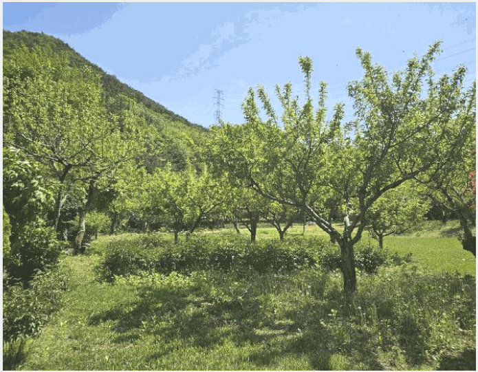 ÅäÁö(ÀÓ¾ß) »çÁø1 | ±âÀ屺 ±âÀåÀ¾ ³»¸® | 2025Ÿ°æ4998 | ÅäÁö(ÀÓ¾ß)°æ¸Å