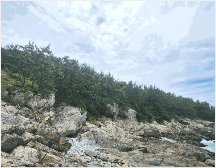 ÅäÁö(ÀÓ¾ß) »çÁø1 | ¿Ïµµ±º û»ê¸é À¾¸® | 2025Ÿ°æ50535 | ÅäÁö(ÀÓ¾ß)°æ¸Å