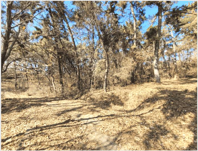 ÅäÁö(ÀÓ¾ß) »çÁø1 | ÆòÅýà Çö´ö¸é ±â»ê¸® | 2025Ÿ°æ41005 | ÅäÁö(ÀÓ¾ß)°æ¸Å