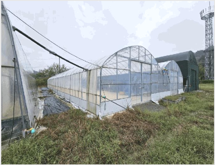 ÅäÁö(´ä) »çÁø1 | ÇԾȱº ´ë»ê¸é Àå¾Ï¸® | 2025Ÿ°æ304 | ÅäÁö(´ä)°æ¸Å