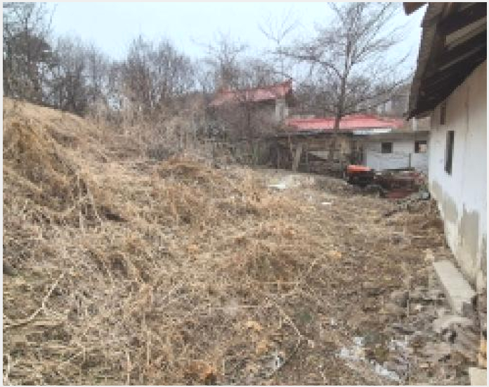 ÅäÁö(´ëÁö) »çÁø1 | Æ÷õ½Ã °üÀθé Ãʰú¸® | 2026Ÿ°æ70193 | ÅäÁö(´ëÁö)°æ¸Å