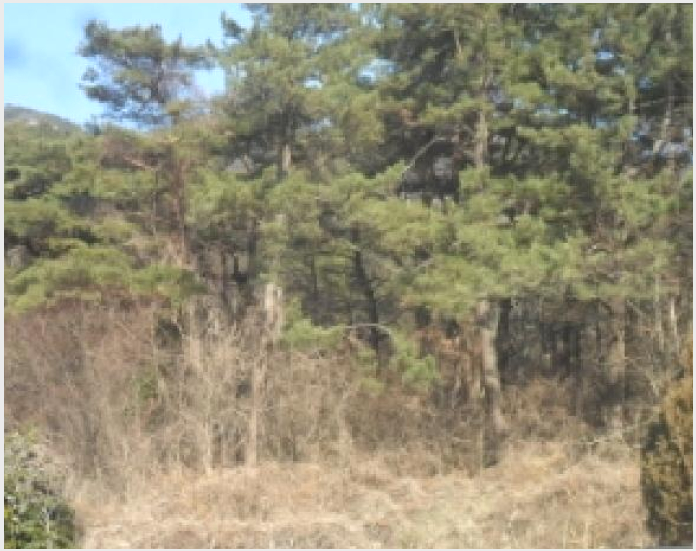 ÅäÁö(Àü) »çÁø1 | °íⱺ ´ë»ê¸é »ó±Ý¸® | 2024Ÿ°æ34089 | ÅäÁö(Àü)°æ¸Å