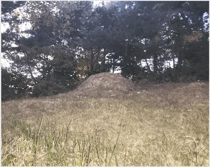 ÅäÁö(Àü) »çÁø1 | °í¼º±º ÇÏÀÌ¸é ¿ùÈ︮ | 2025Ÿ°æ22181 | ÅäÁö(Àü)°æ¸Å